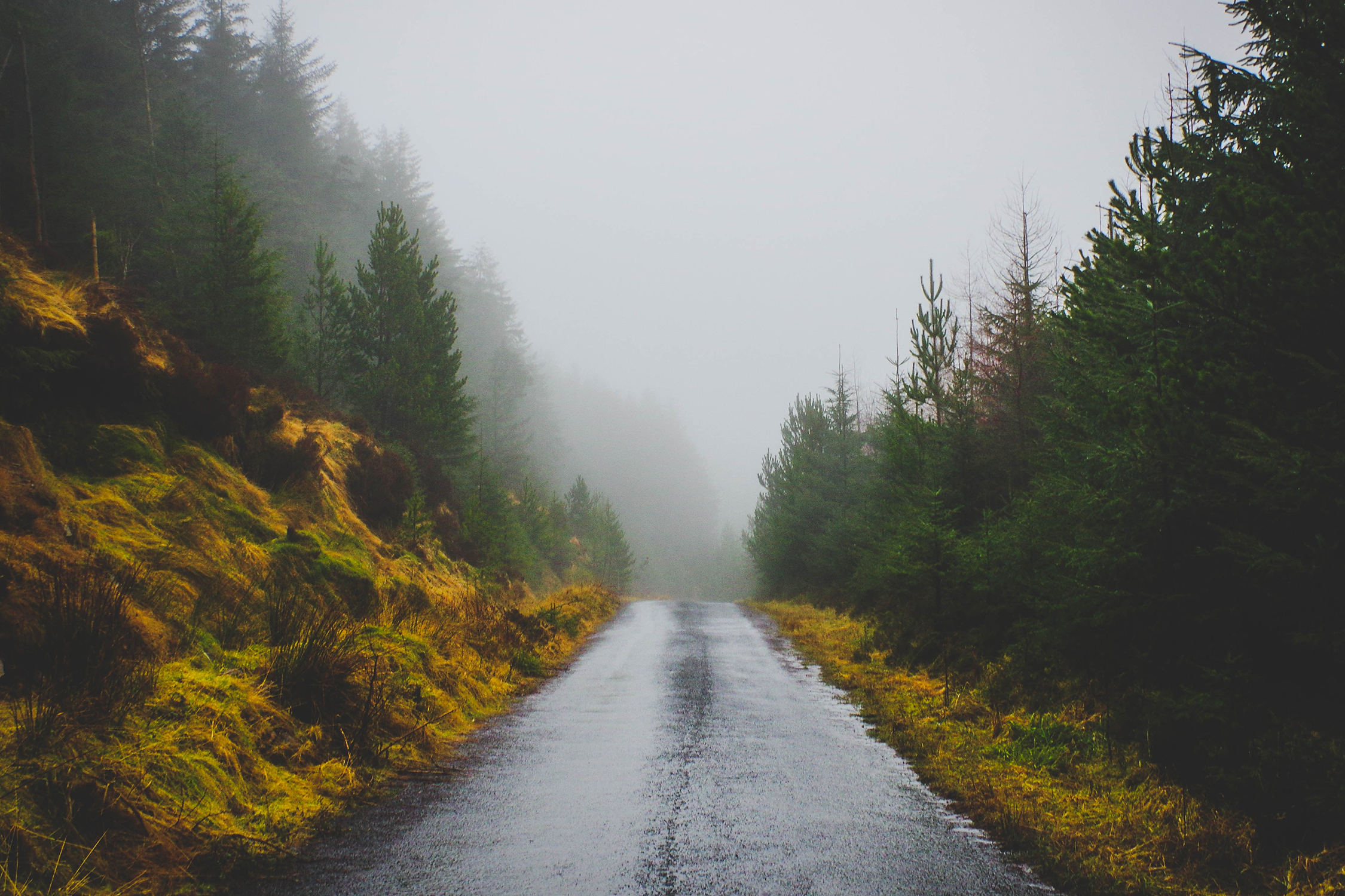 Rainy road with moss and trees.